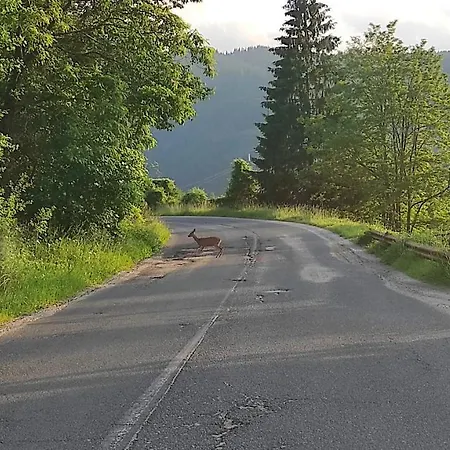 Проживание в семье каневи *